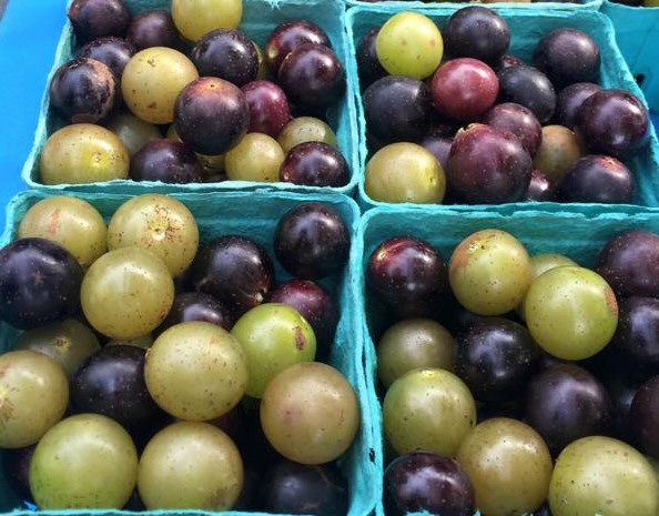 Muscadines
