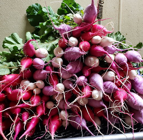 Daikon Radishes