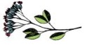 sprig