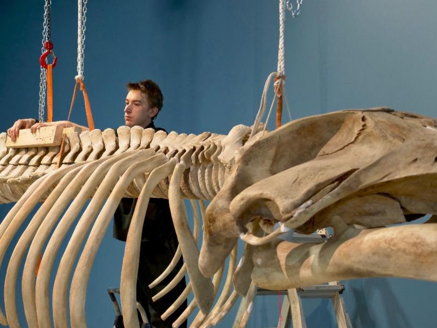 A closeup of the female calf humpback whale skeleton.