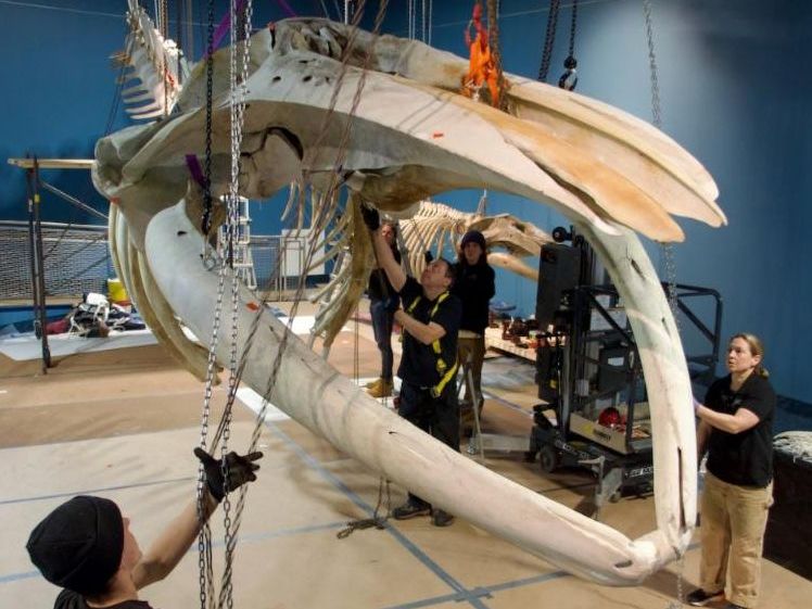 The Whales and Nails crew installing the humpback skeletons.