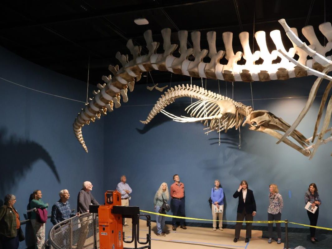 A group of people standing in the museum's whale gallery.