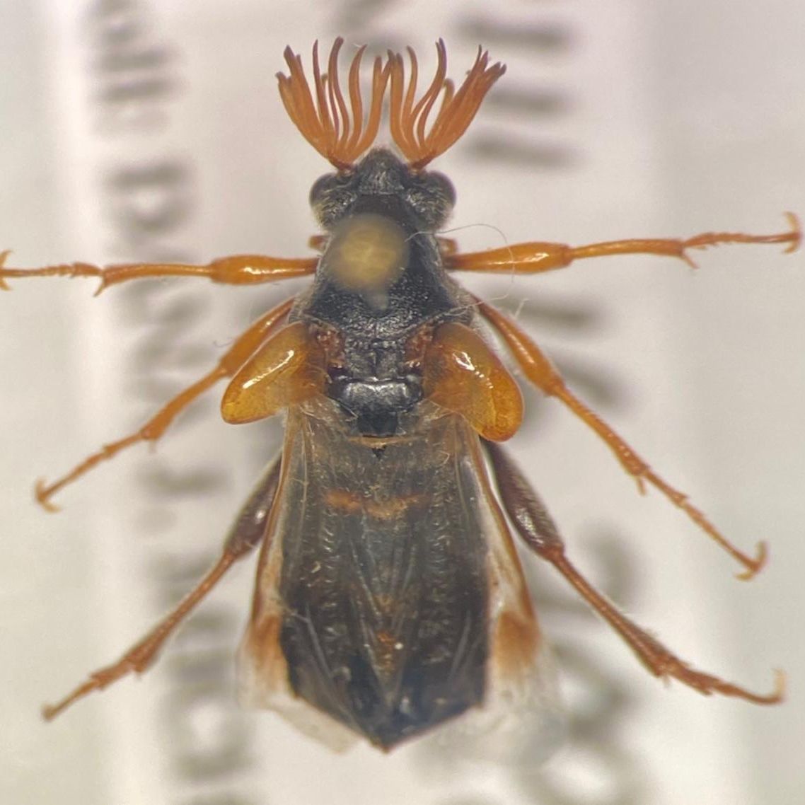 A Ripiphorae speciman
