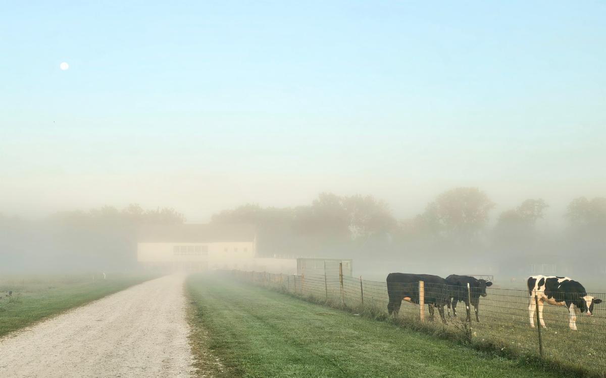 Bellwether cows in a foggy field