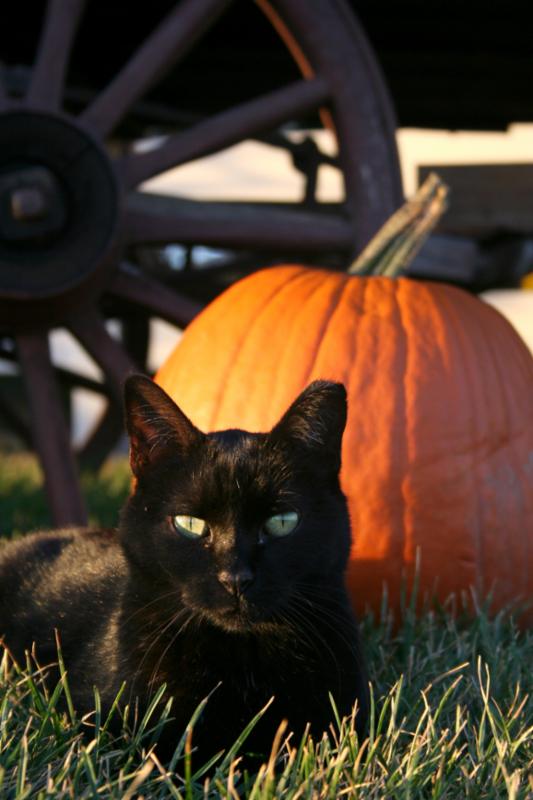 blackcat_halloween.jpg