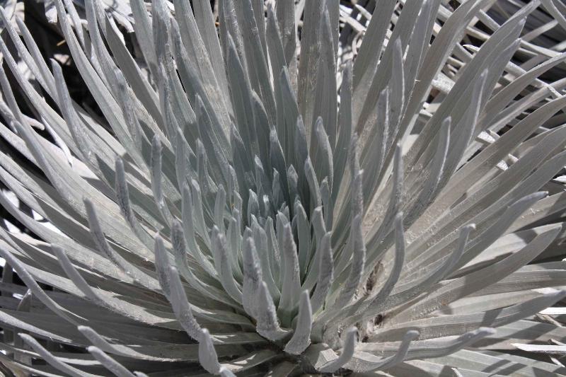 silversword