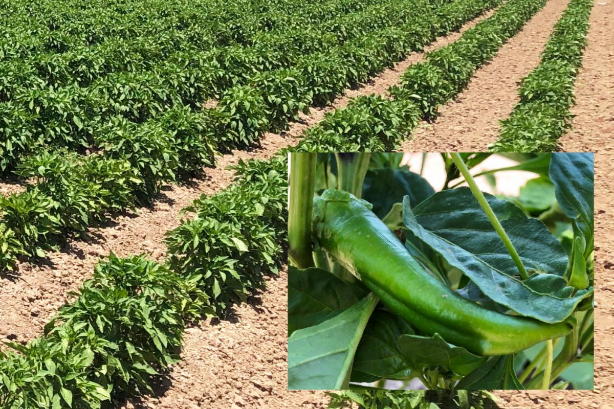 Limited Time New Pintado Ristras and Wreaths Shipping Green Chile Now