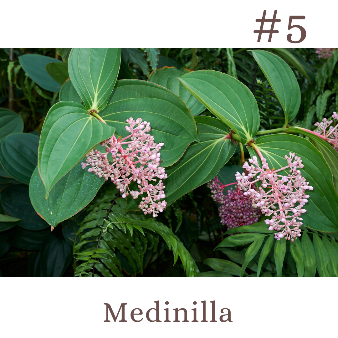 Top 10 Tropical Shrubs! Pinder's Nursery Blog