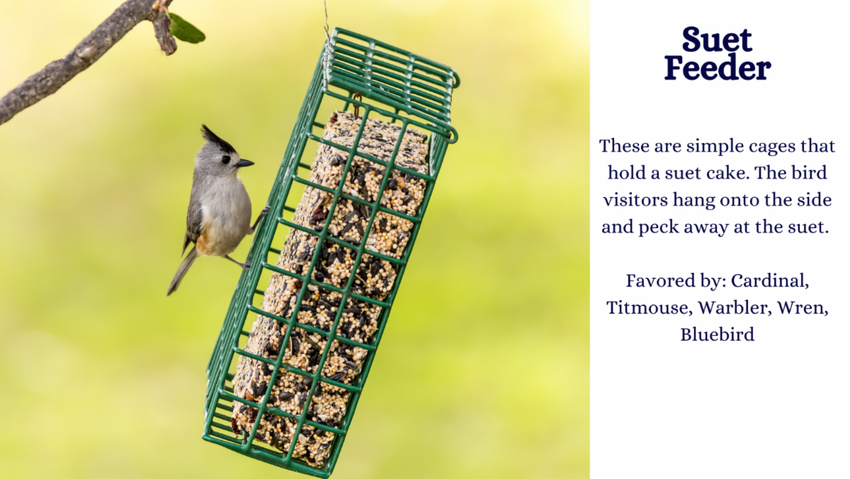 Feed the Birds Our Guide Pinder's Nursery Blog