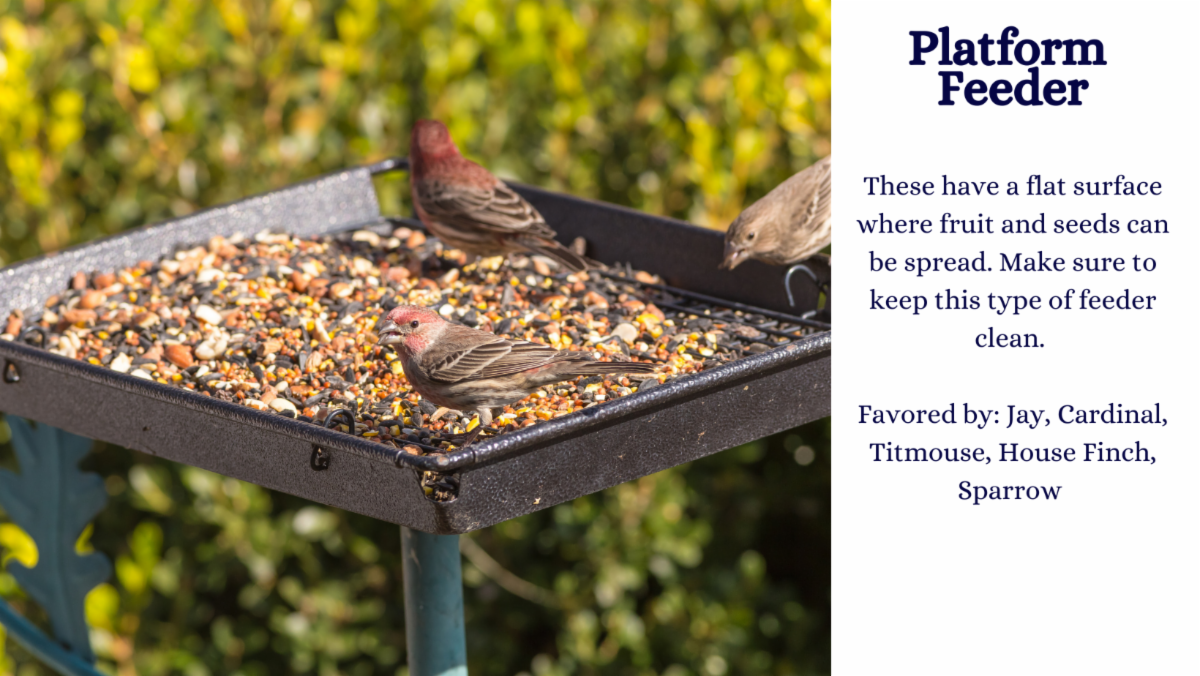 Feed the Birds Our Guide Pinder's Nursery Blog