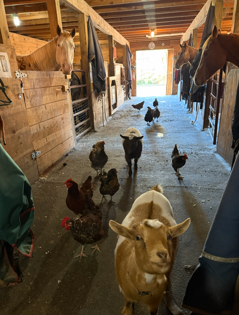 1f833994-e7e1-4f7f-9952-9cb241556c0f image