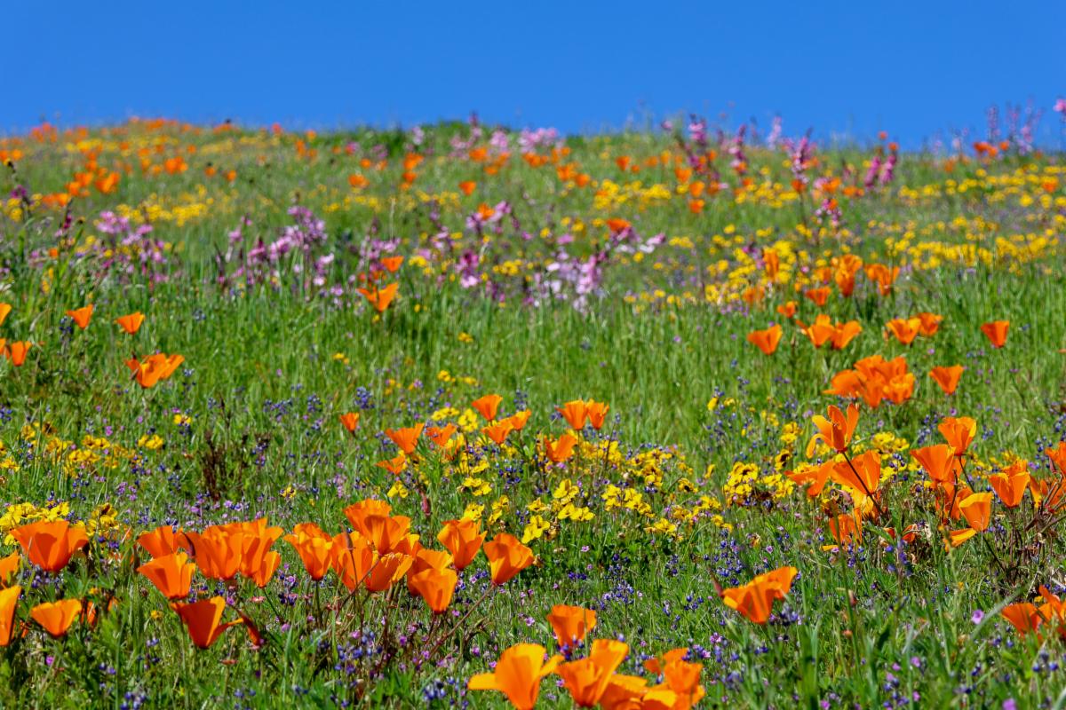 Spring has Sprung with Wildflowers and Wine