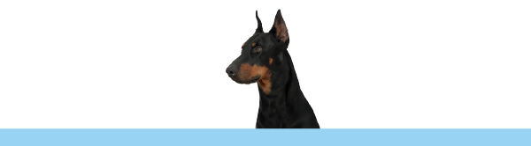 Ziggy the Aire Serv doberman