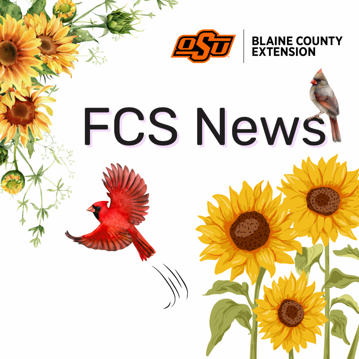 Graphic titled “FCS News” with a light gray background. At the top right is the OSU logo followed by the text “Blaine County Extension.” The center features large bold text reading “FCS News.” The left side is decorated with illustrated sunflowers and green foliage. At the bottom center, a bright red cardinal is shown in flight with wings spread, and on the right side, a smaller cardinal is perched. Additional large sunflower illustrations appear in the bottom right corner. The overall color palette includes yellow, green, red, black, and light gray.