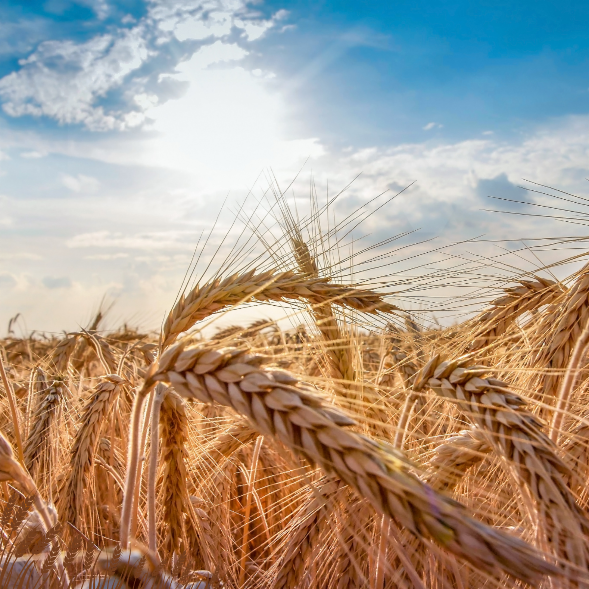 A closeup image of the heads of a golden wheat crop against a bright blue sky with sun and clouds.