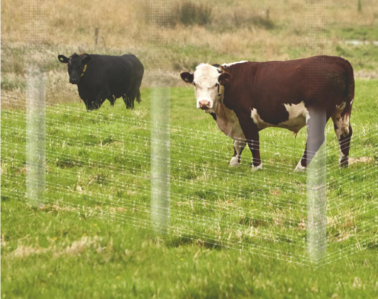 Two cattle stand in a pasture with green grass in the foreground and dry grass in the background. A brown-and-white cow faces the camera in the front, while a black cow stands farther away. A faint wireframe overlay represents a virtual fence boundary rather than a physical fence.