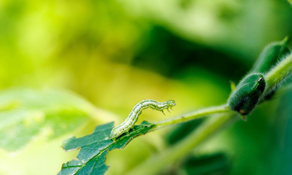 A small green caterpillar explores a leaf.