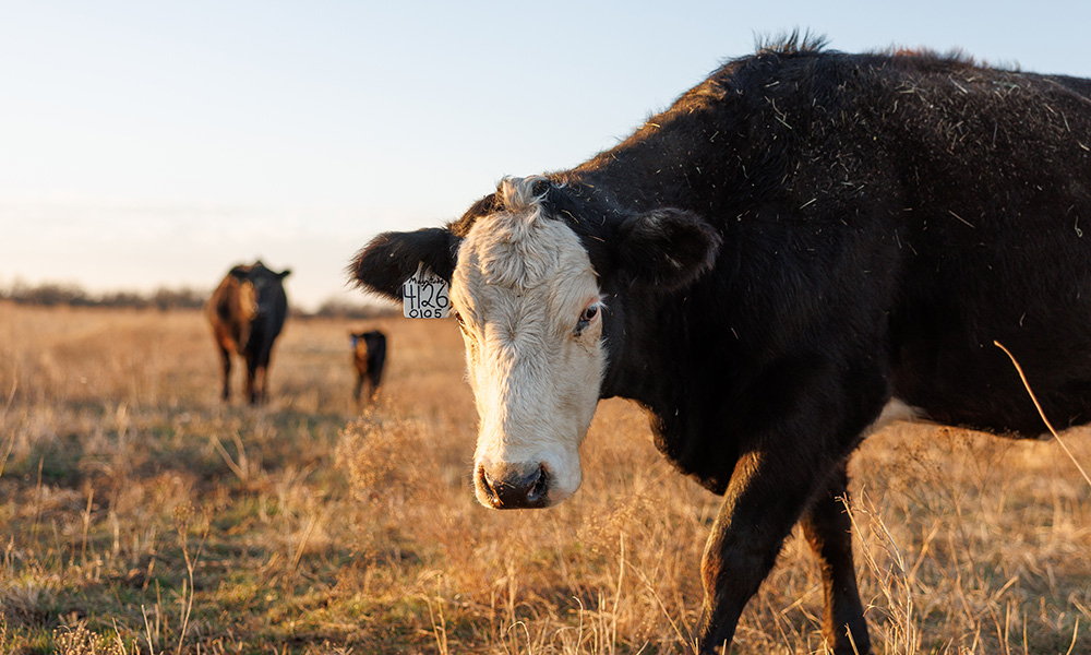 A white faced black cow with a momma cow and calf in the background.