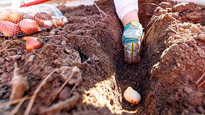 Bulbs being planted deep in the ground.