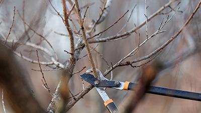 Pruning a tree.