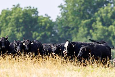A herd of black cows in a field of yellow-gold grass. Green trees and blue sky highlight the background.