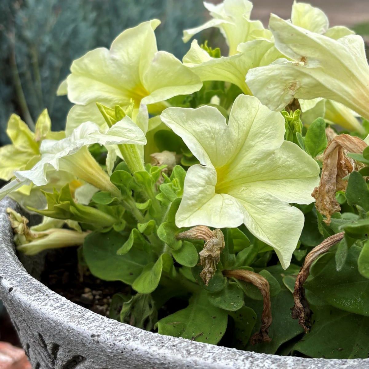 A potted petunia plant with yellow-green blooms and green foliage inside a grey pot.