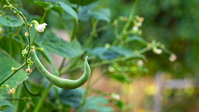 A growing green bean.