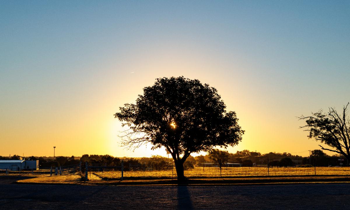 The sunrise shines through a silhouette of a lone tree on the OSU Purebred Beef Cattle Center.