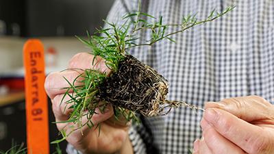 A whole Endarra-81 plant, including exposed roots, is examined.