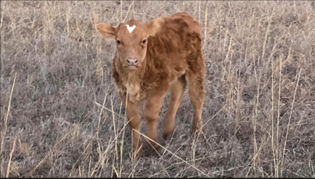 A small reddish-brown calf with a white heart-shaped marking on its forehead stands in a field of dry tan grass, facing the camera. The background is filled with sparse, dormant vegetation, and no other animals or objects are visible.