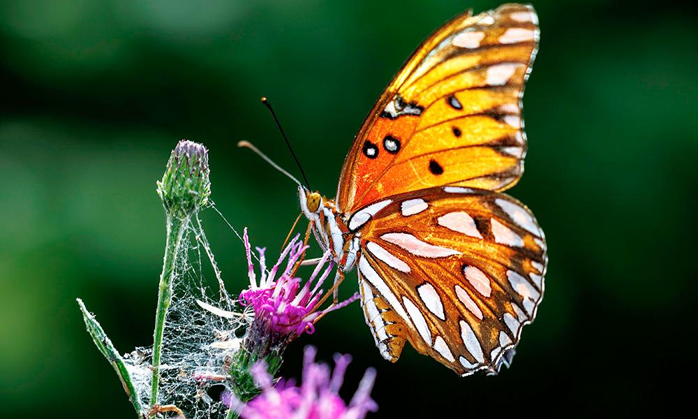 A butterfly lands on a purple flower.