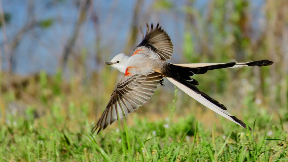 A scissortail bird, wings spread in mid flight over green grass and diverse forestry.