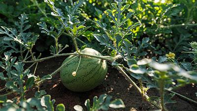 A small growing watermelon.