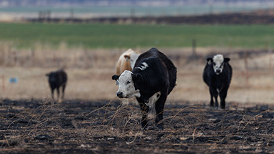 Cattle walking on grass burned by the wildfire.