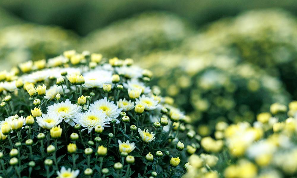 Close-up of white mums at the Botanic Garden at OSU.