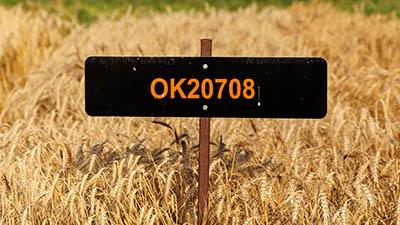OK20708 wheat sign in field.