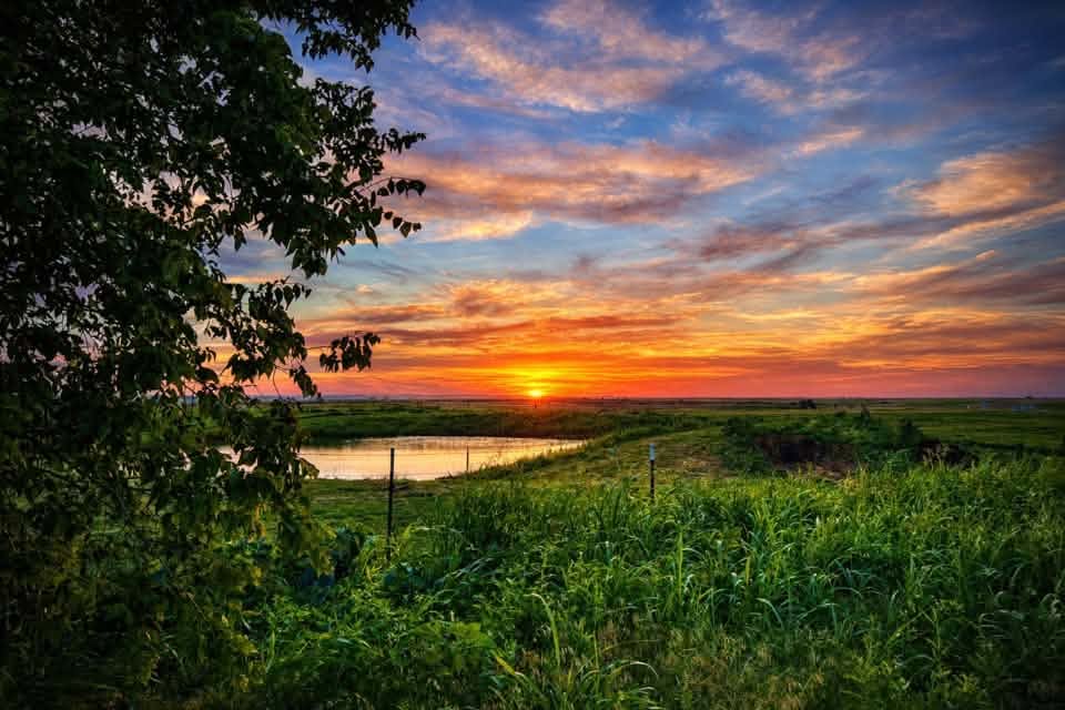 Colorful sunset landscape east of Watonga, Oklahoma. The sun sits low on the horizon, casting orange and gold light across a small pond surrounded by green grass and rolling countryside. A large leafy tree frames the left side of the image, while streaks of pink, orange, purple, and blue clouds stretch across the evening sky. The rural scene highlights open fields, natural vegetation, and a peaceful Oklahoma prairie sunset.