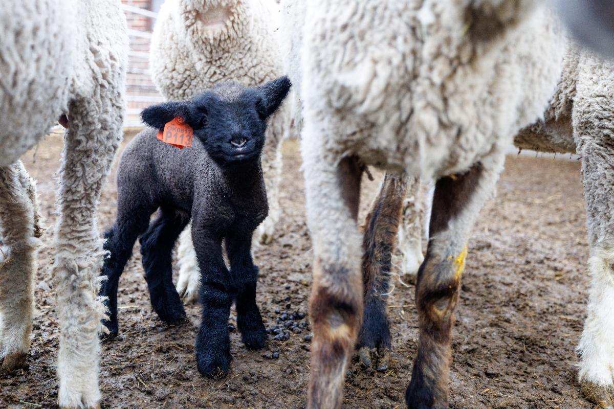 Baby lamb in the OSU Sheep Barn.