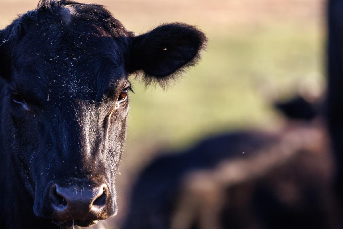 Close-up of a black cow’s face in sunlight, with one eye and ear clearly visible, and another cow blurred in the background.