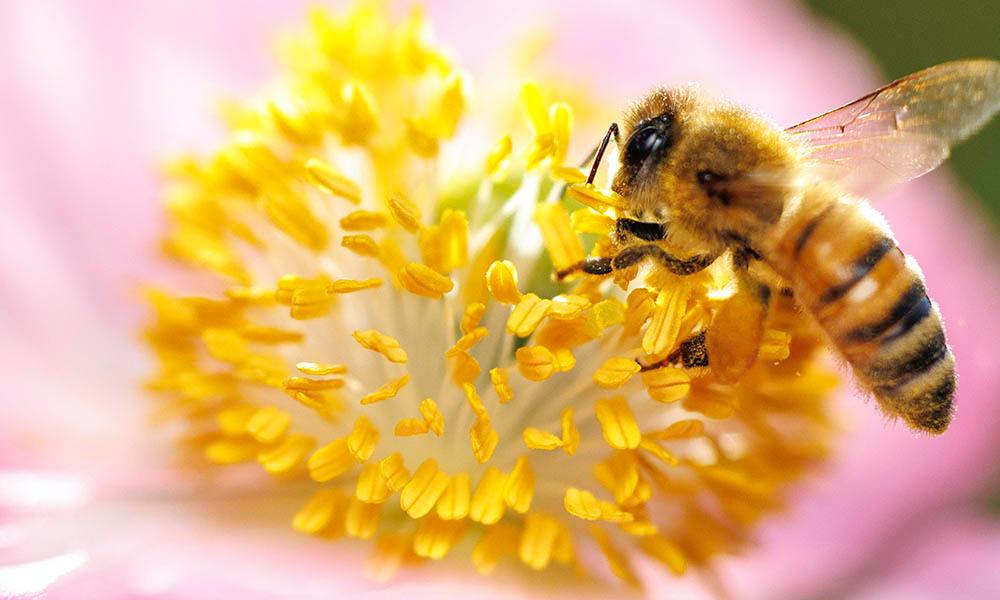 A bee lands on the yellow center of a pink flower.