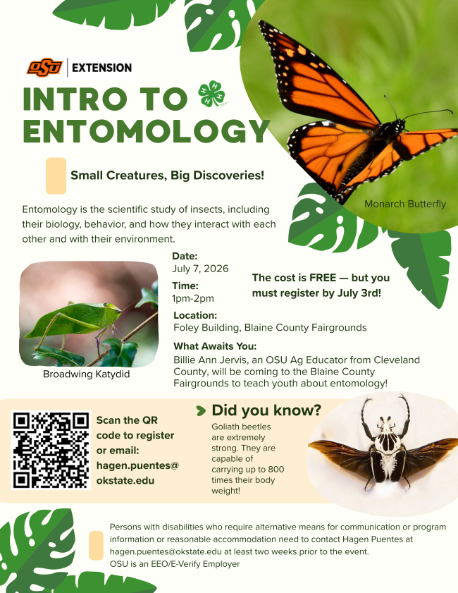 Flyer titled “Intro to Entomology” with the tagline “Small Creatures, Big Discoveries!” Defines entomology as the study of insects, including their biology, behavior, and interactions. Mentions examples such as monarch butterflies, Goliath beetles (able to carry up to 800 times their body weight), and a broadwing katydid. Event details: Free youth program taught by OSU Ag Educator Billie Ann Jervis. Date: July 7, 2026. Time: 1:00–2:00 PM. Location: Foley Building, Blaine County Fairgrounds. Registration required by July 3. Contact email: hagen.puentes@okstate.edu. Includes standard accessibility and equal opportunity statement.