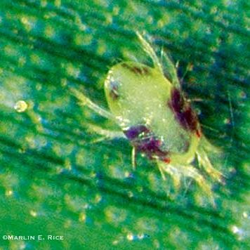 Two spotted spider mite on a green leaf