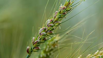 Purple wheat stalk in a field.