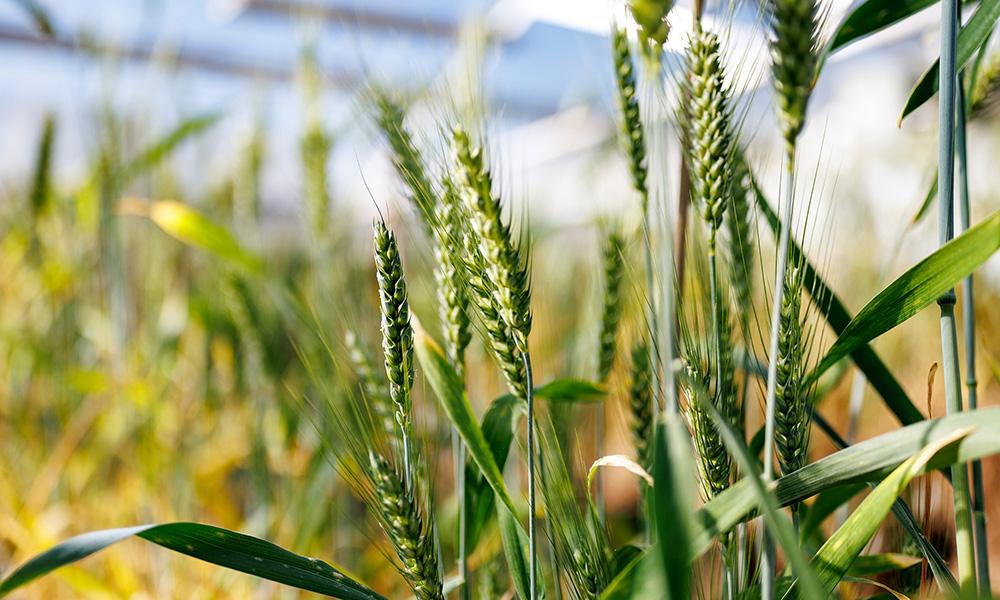 Green wheat grows in a sunny greenhouse.