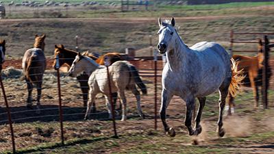 Horses run in fenced pasture.