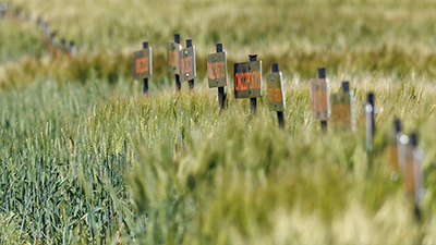 Wheat growing in field labeled with named signs.