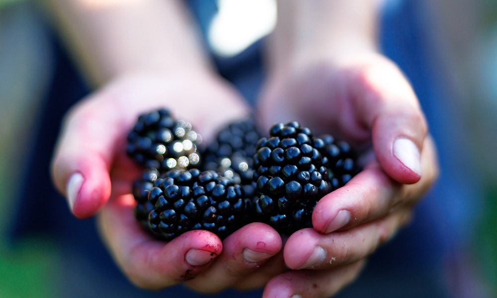 Hands holding fresh blackberries.
