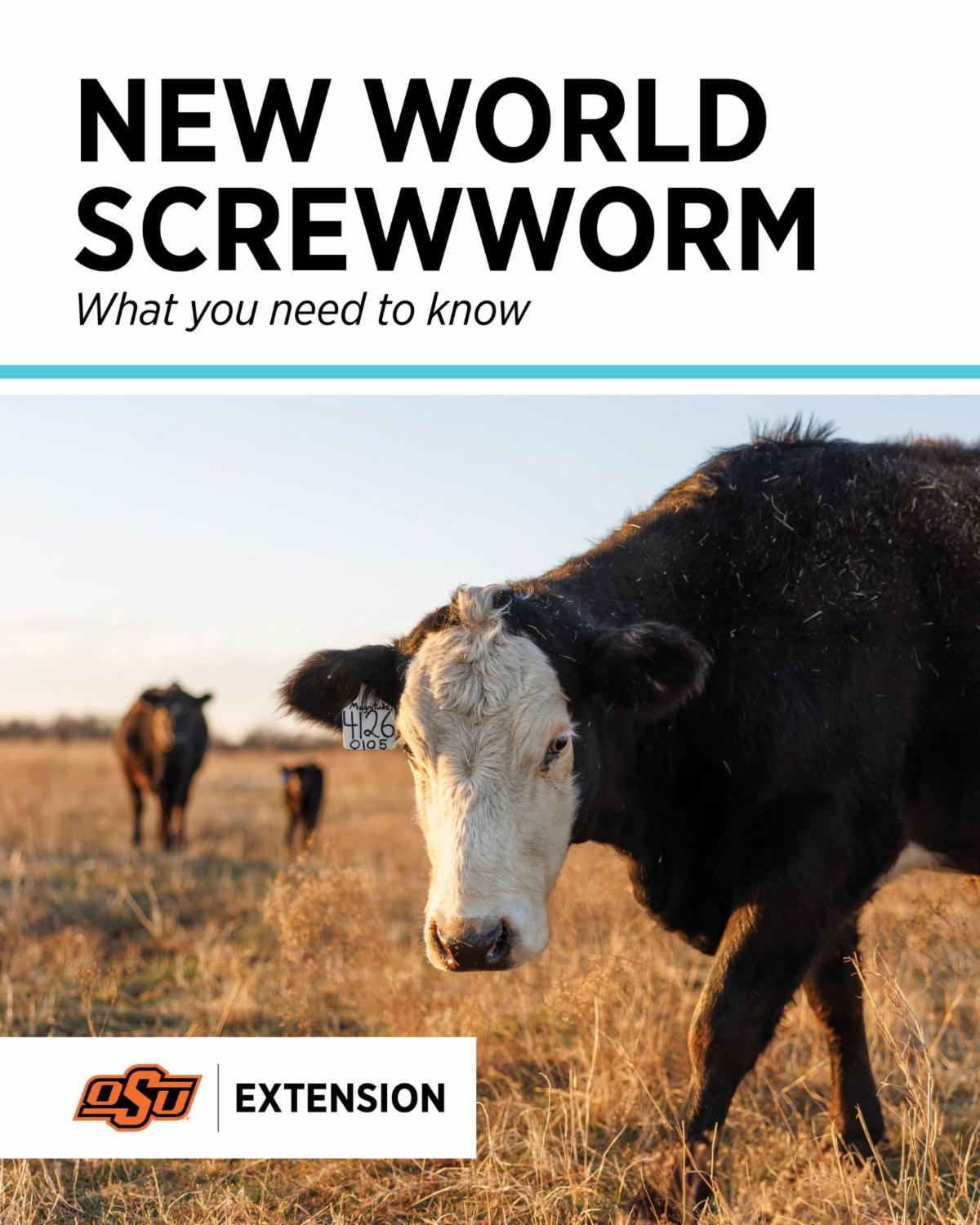 Close-up of a cow standing in a grassy pasture with other cattle in the background. Text reads ‘New World Screwworm: What you need to know,’ with the OSU Extension logo at the bottom.
