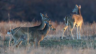 Three deer stand in a grassy area.