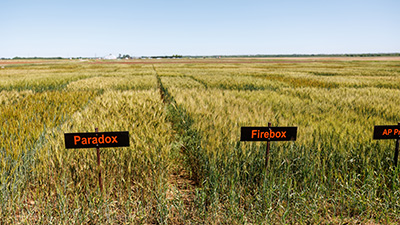 Growing wheat in a research plot.